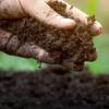 hand digging in soil