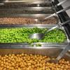 plant proteins in dining hall