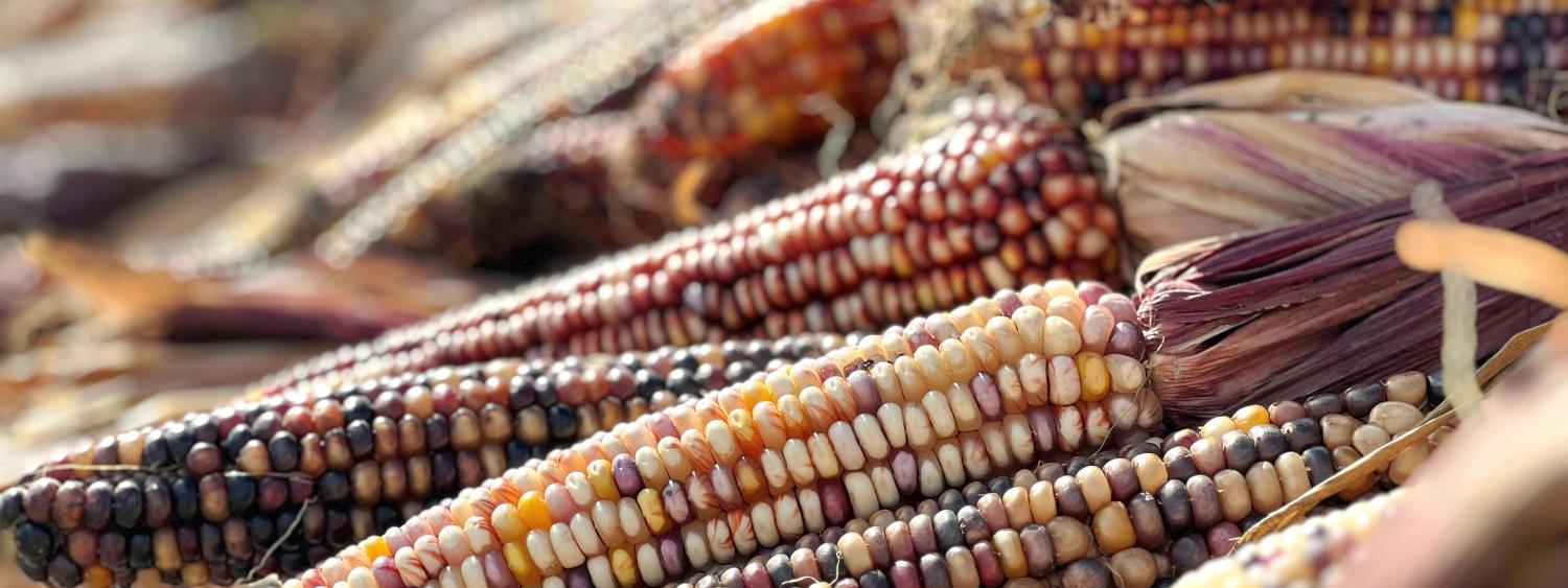corn of many colors