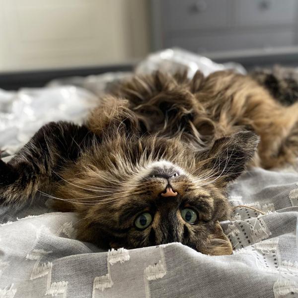 Maggie the cat