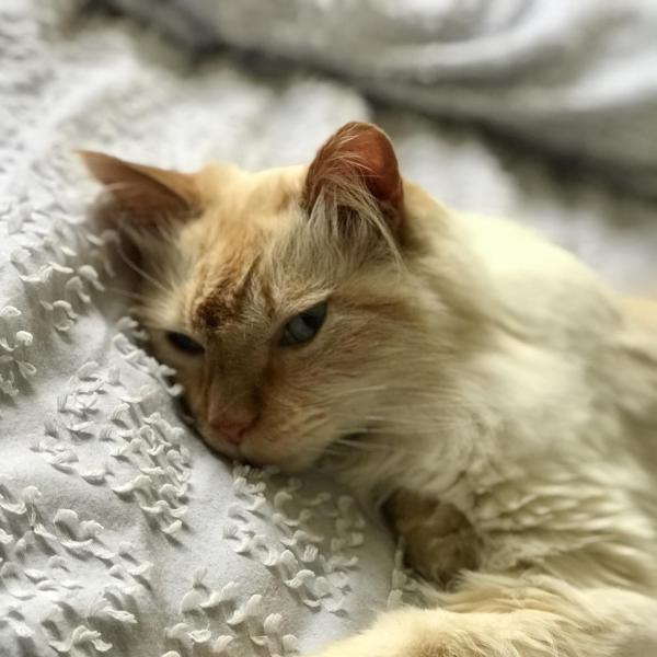 McNulty cat