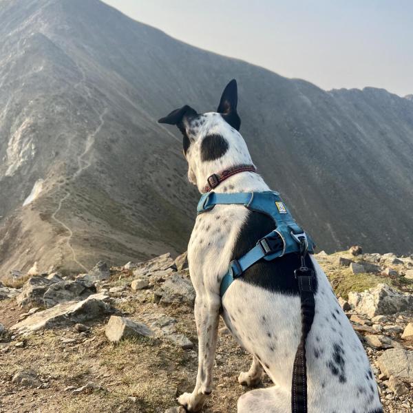Skye the dog