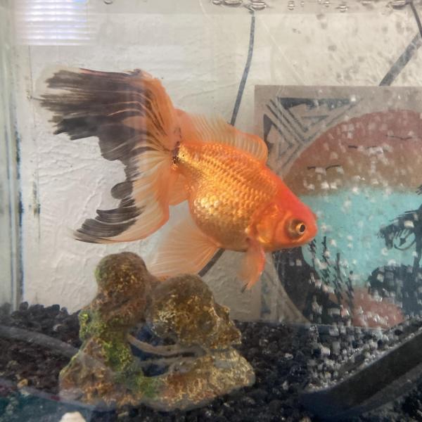 J-Willy, fish