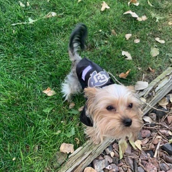 Tammy's yorkie