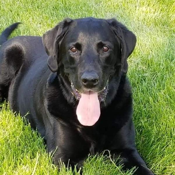 Miles dog