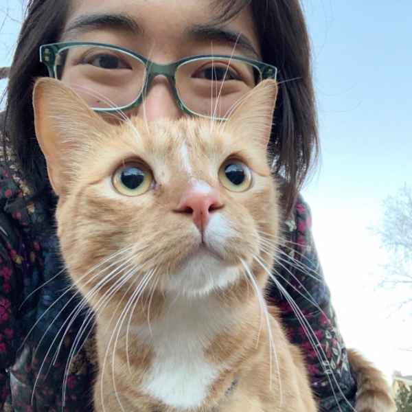 Apollo the cat