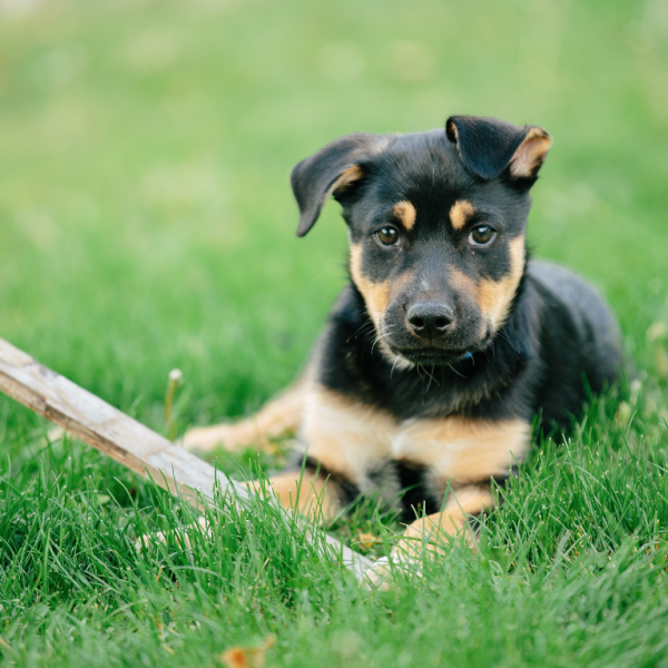 Fergus the dog