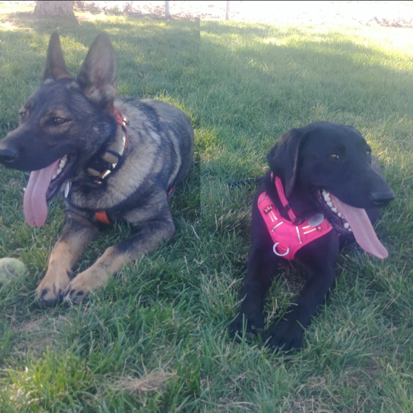 dogs