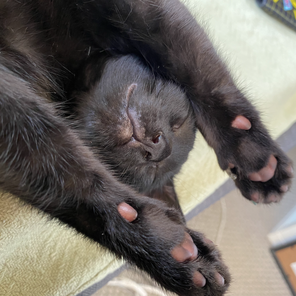 Scaramouche the cat