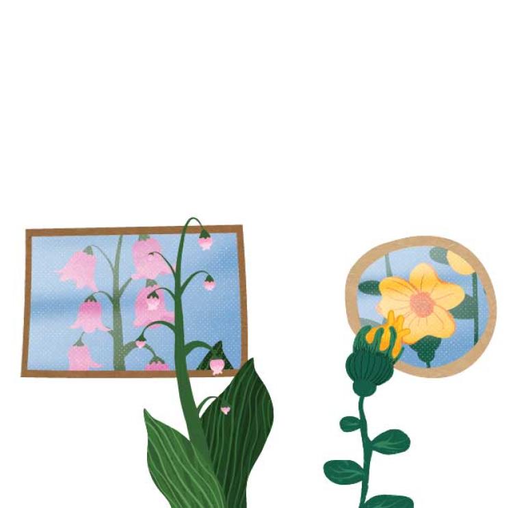 An illustration of two flower plants—one plant is pink while the other plant is yellow. Each plant is personified and is staring into its own reflection in the mirror.
