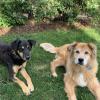 dogs