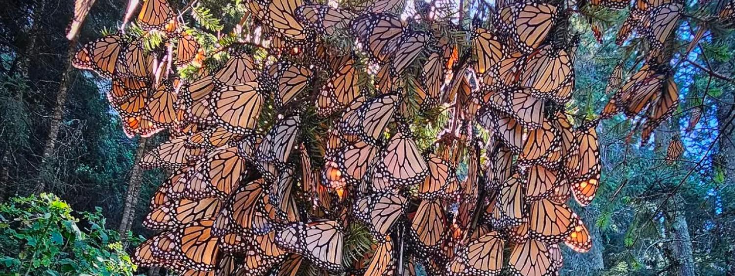 Butterfly sanctuary