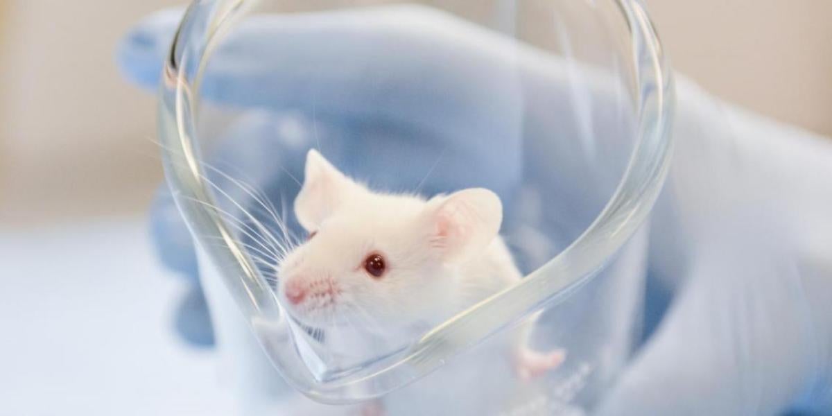 A lab rat