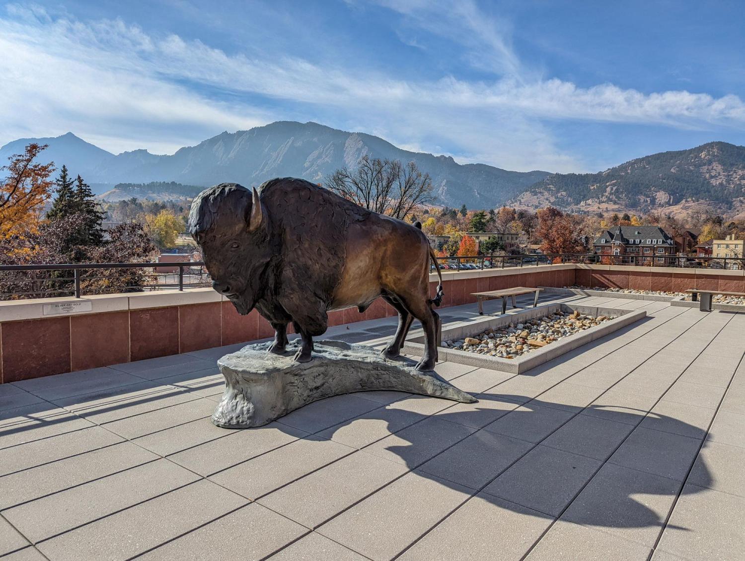buffalo