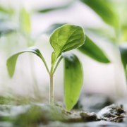 two seedlings growing in dirt