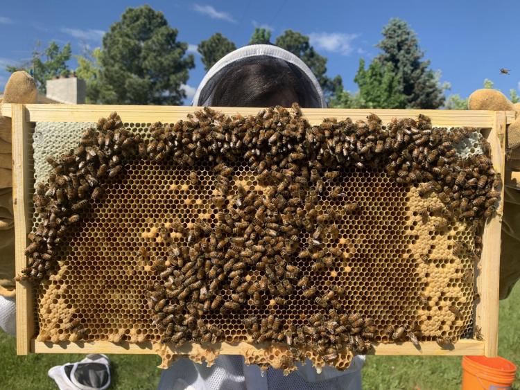 Construction secrets of honeybees: Study reveals how bees build hives ...