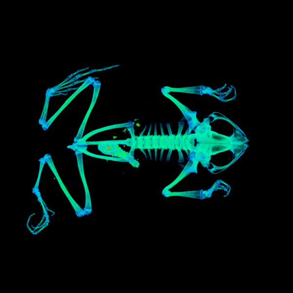 CT scan of a frog