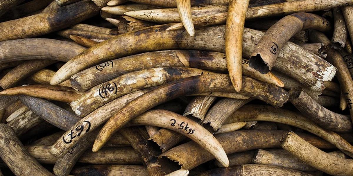 Pile of tusks