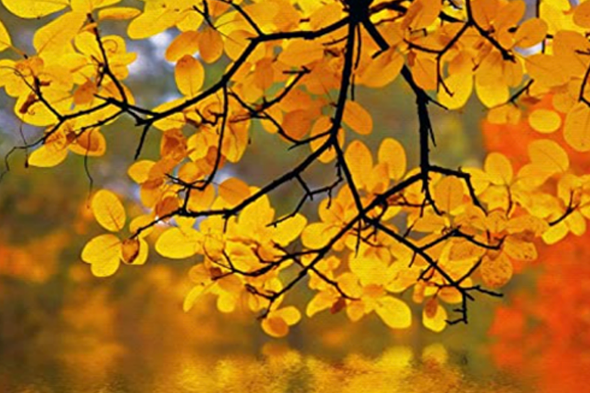 Autumn leaves over a lake
