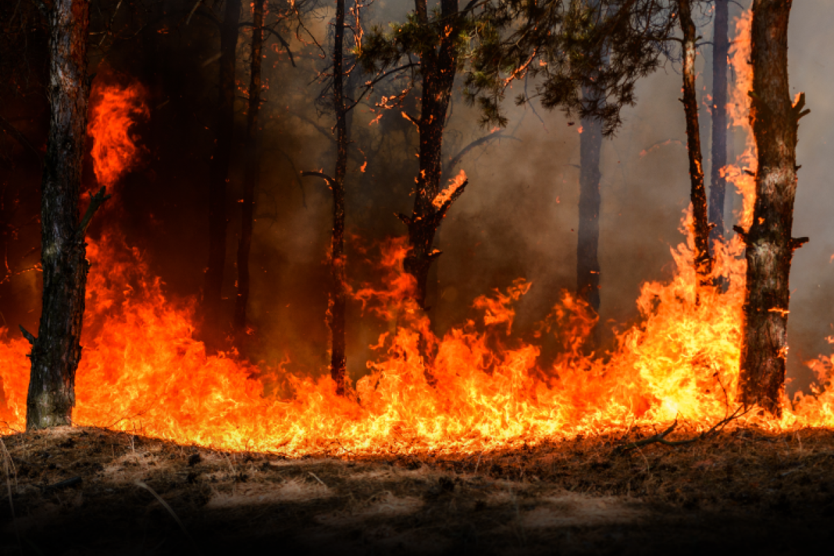 wildfire image