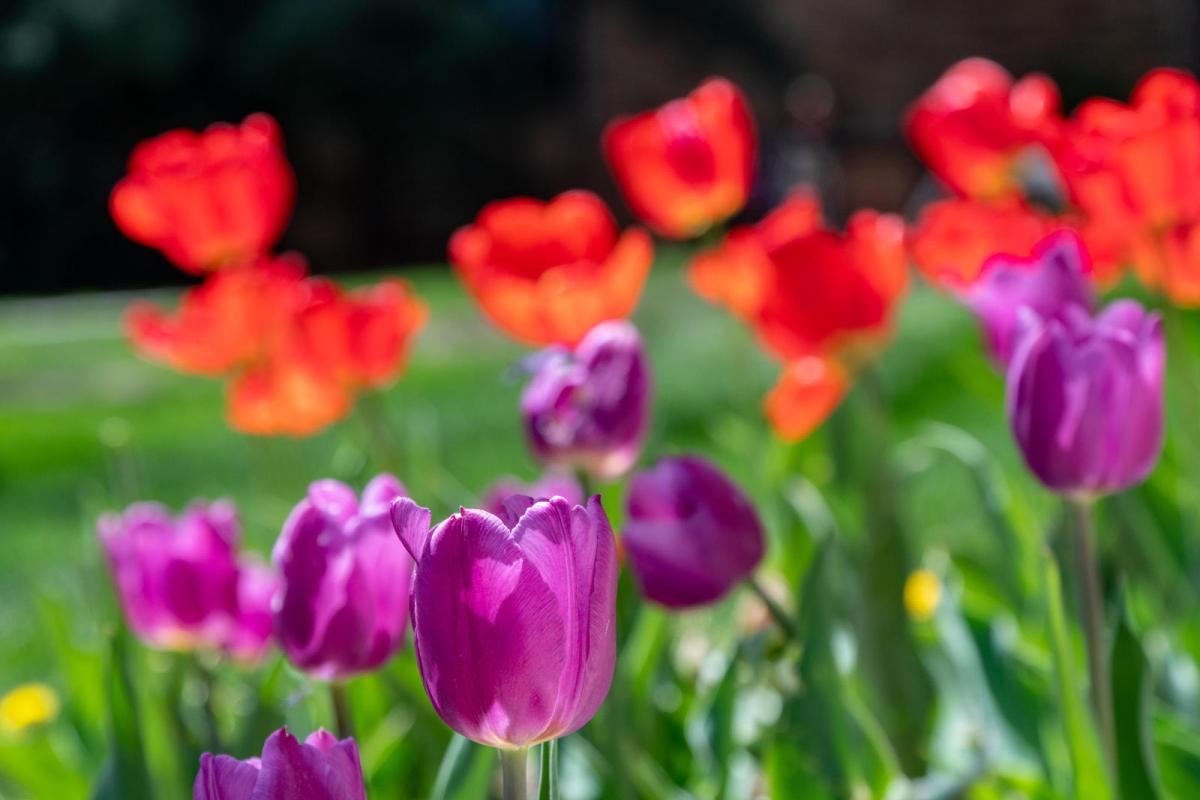 Tulips at CU Boulder