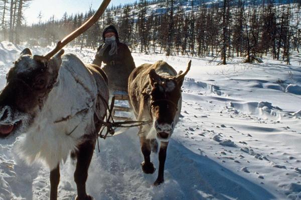 Reindeers and sled