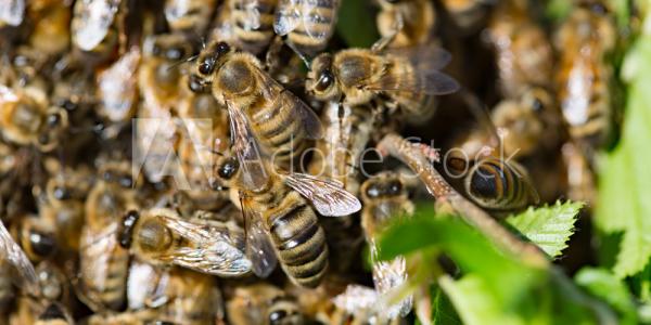 Close up of honeybee swarm 