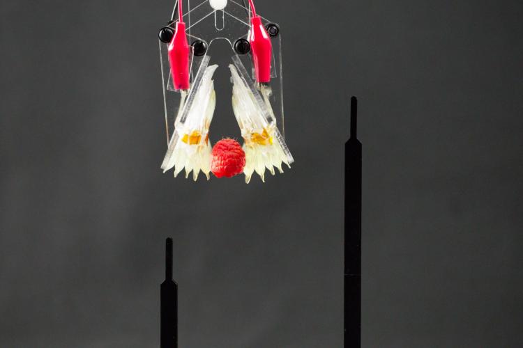 Artificial muscles pick up a delicate raspberry