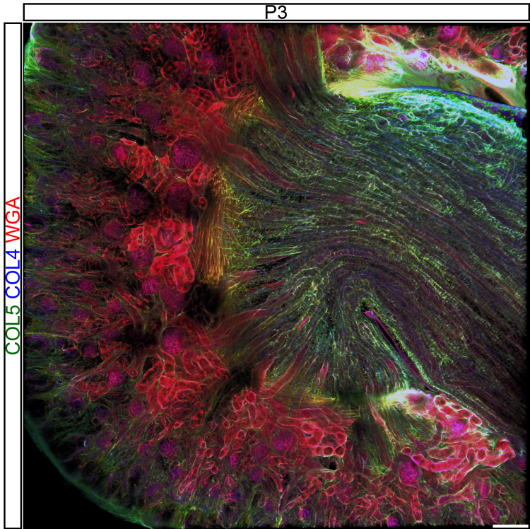 Microscopic image of the cells in a kidney
