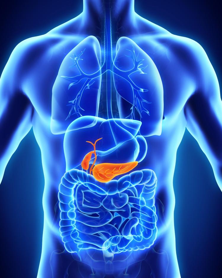 Anatomy of the human body showing the pancreas