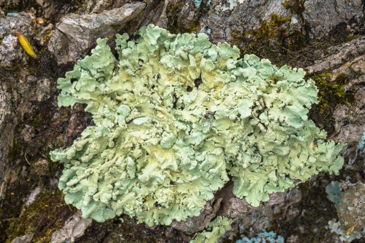 Lichen growing on a rock