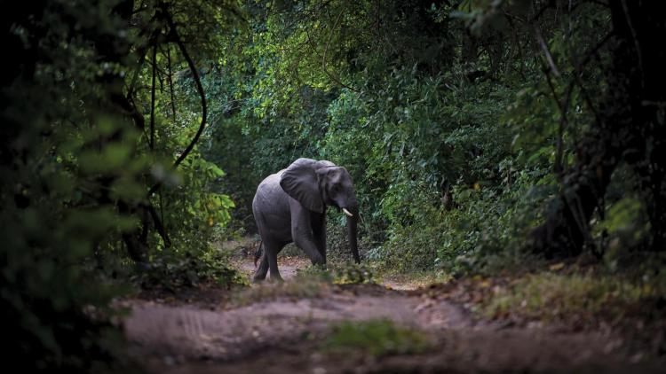 elephant in jungle