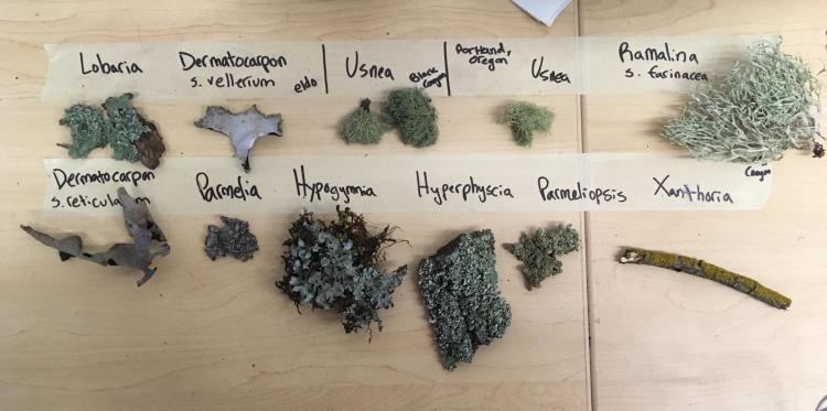 Lichen collected by students categorized on a table