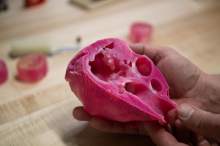 A 3D printed organ model