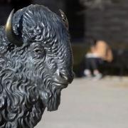 The buffalo statue near Folsom Field on the University of Colorado Boulder campus 