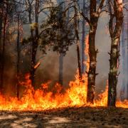 A wildfire burning a forest