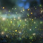 A swarm of fireflies in the wild