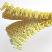 Human lipid bilayer rendering