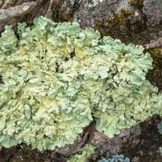 Lichen growing on a rock 