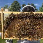 Researcher holding bee hive up