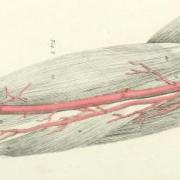 Diagram of blood vessels in arm