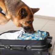 A drug-sniffing dog uses his nose to explore the contents of a suitcase. 