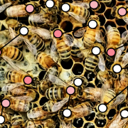 Bees with agent models