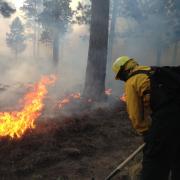 A firefighter at work on the scene of a forest fire. 