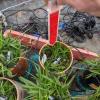 Researchers test out a design for a biodegradable soil sensor. 