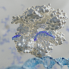 A guide RNA strand, in purple, guides CRISPR to a DNA strand.