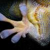 Underside of colorful gecko foot