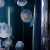 CU Boulder associate professor of bioengineering Nicole Xu stands next to a tank that houses moon jellyfish.
