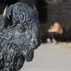 The buffalo statue near Folsom Field on the University of Colorado Boulder campus 