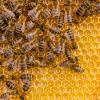Bees on a honey comb.